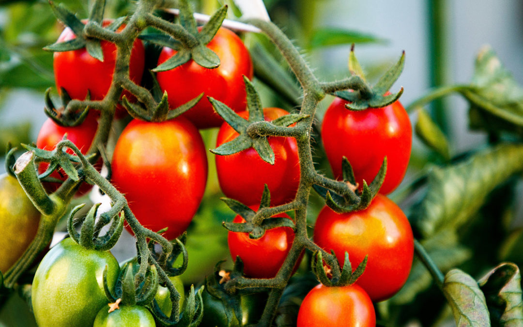 Pomidory szklarniowe – jak zwiększyć kwitnienie i zawiązywanie owoców oraz ich wyrównanie?